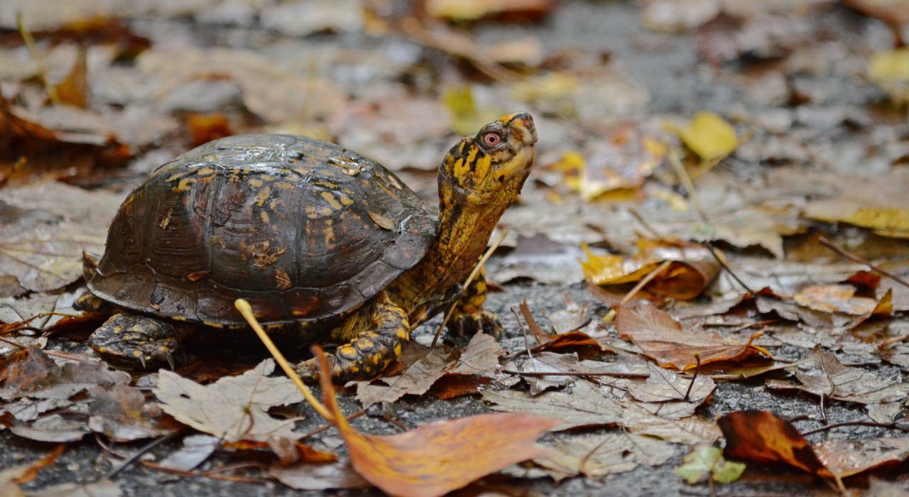 eastern box turtle | Virginia DWR