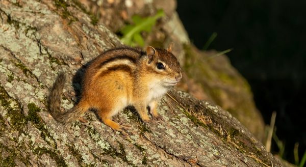 An image of common eastern chipmunk