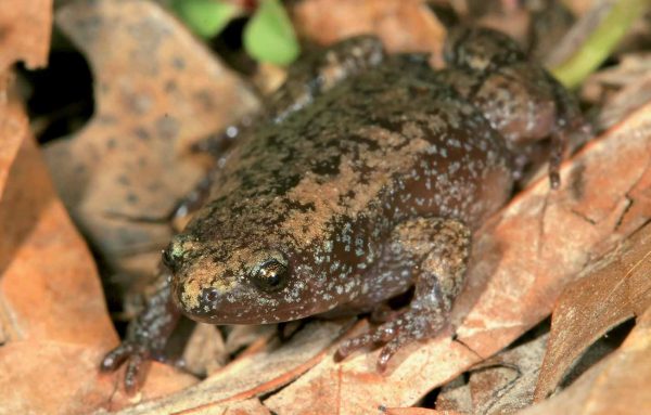 An image of an eastern narrow mouthed toad 