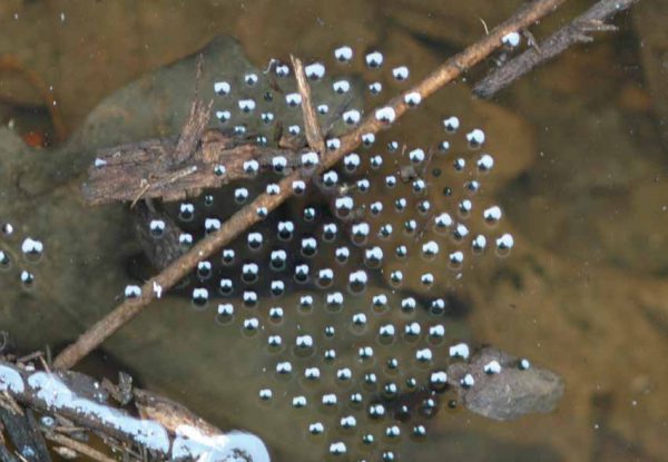Eastern narrow mouthed toad eggs 
