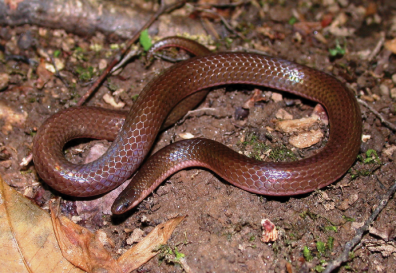 An image of an eastern wormsnake on a patch of dirt; these snakes are copper with a paler belly and a less defined head then most snakes