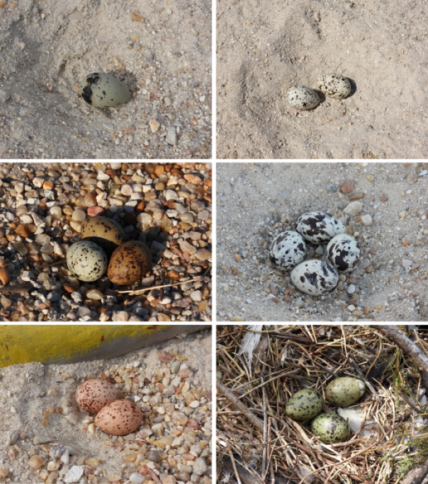 An assortment of different egg colors and patterns from our species of interest at the site. Photos in the left column are all eggs laid by common terns, while the photos in the right column are from the following species: royal tern (top), black skimmer (middle), laughing gull (bottom).