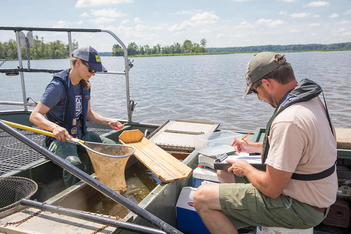 An image of DWR staff evaluating the fish caught electrofishing; this is done to maintain records of fish populations for a given region.