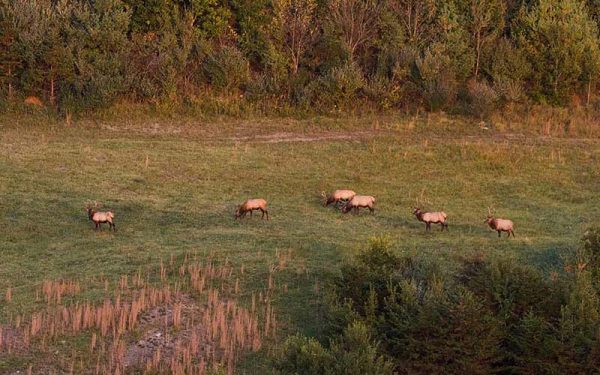 An image of a herd of six elks