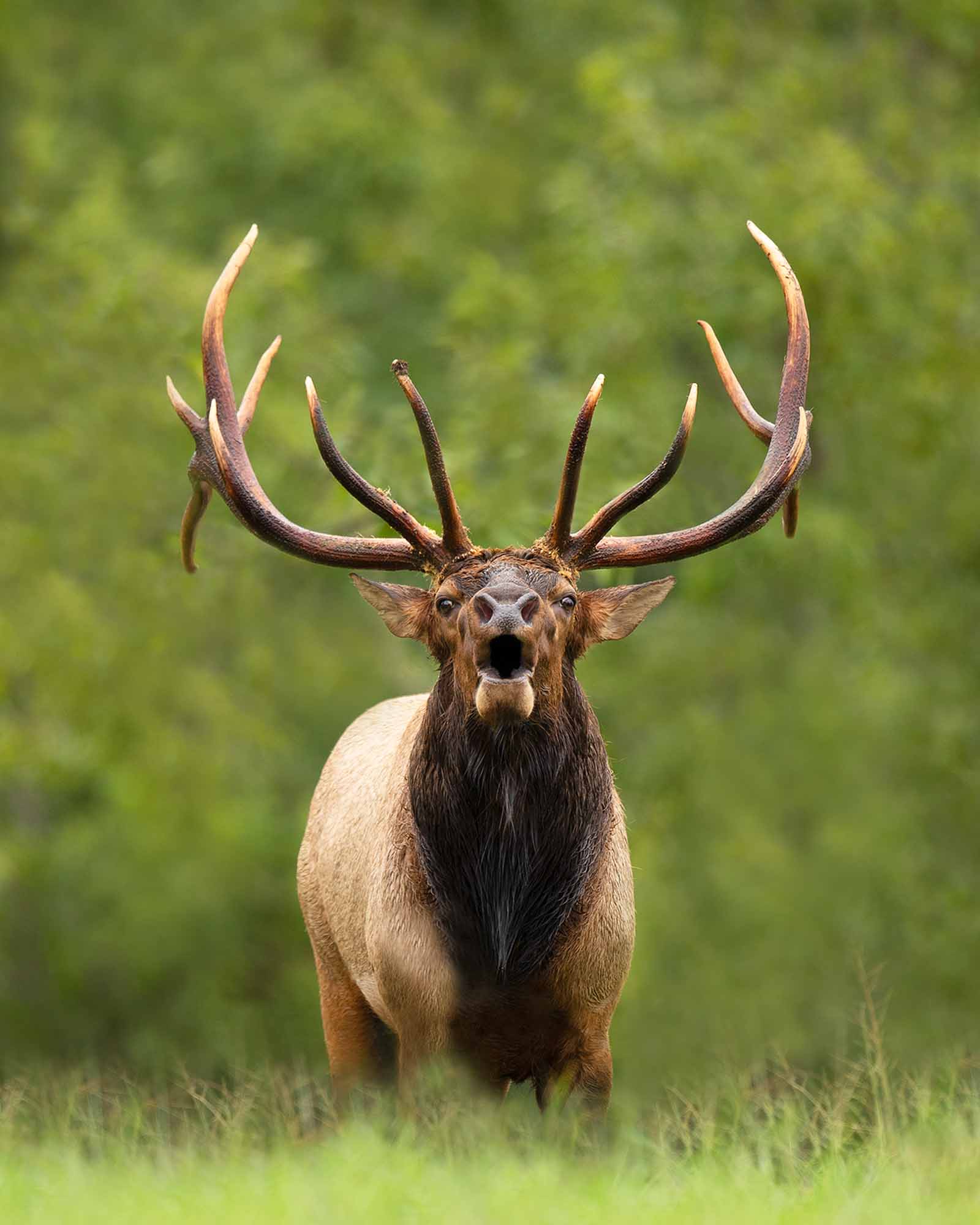 bull elk drawing