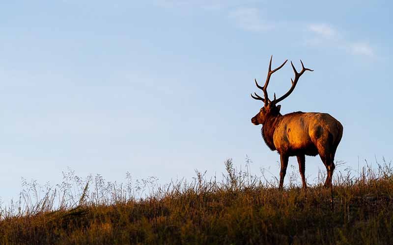 2026 Virginia Elk Lottery