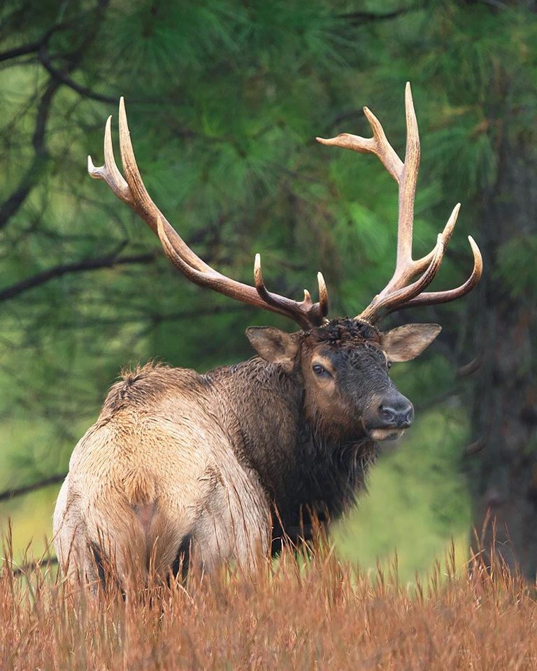A male elk looking at the camera