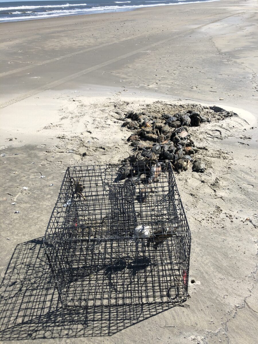 An image of a pile of over 50 turtles that were drowned in a crab pot at Assawoman island