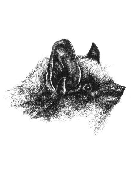 An image of Evening Bat