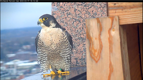 An image of a female peregrine falcon by the nesting box taken in celebration of the camera being fixed.