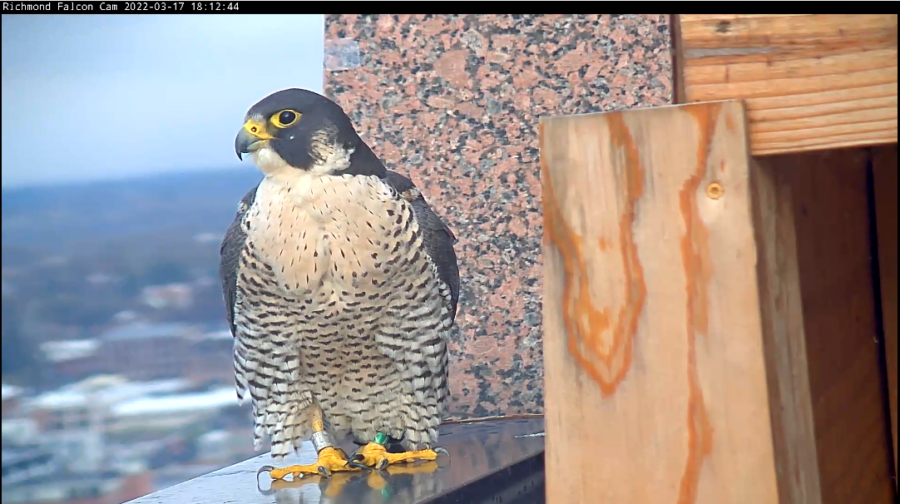 The female falcon perches in one of her favorite spots next to the nest box.