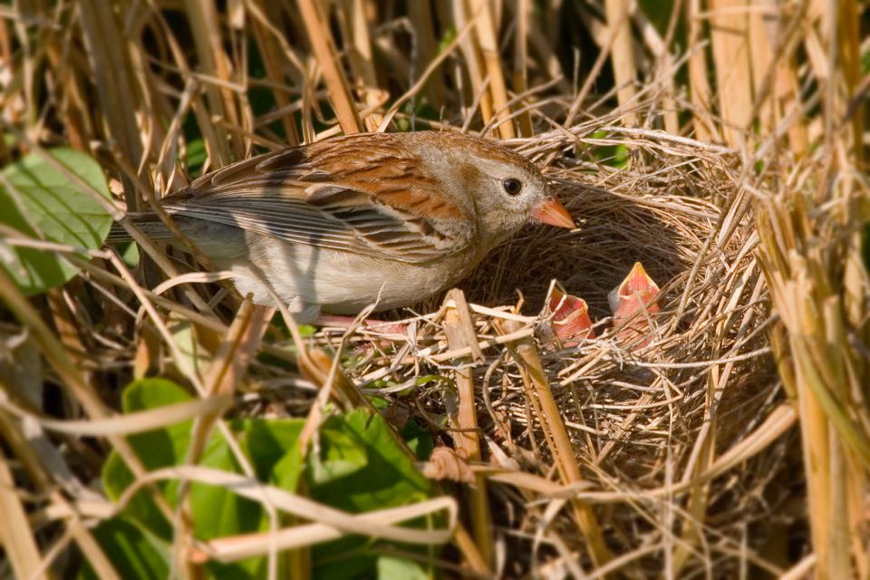 A field sparrow nest with two chicks and their mother