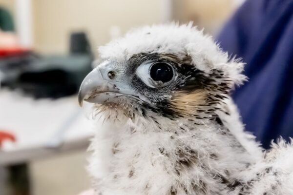 Red the chick's eyelid nodule which required medical treatment at the Wildlife center
