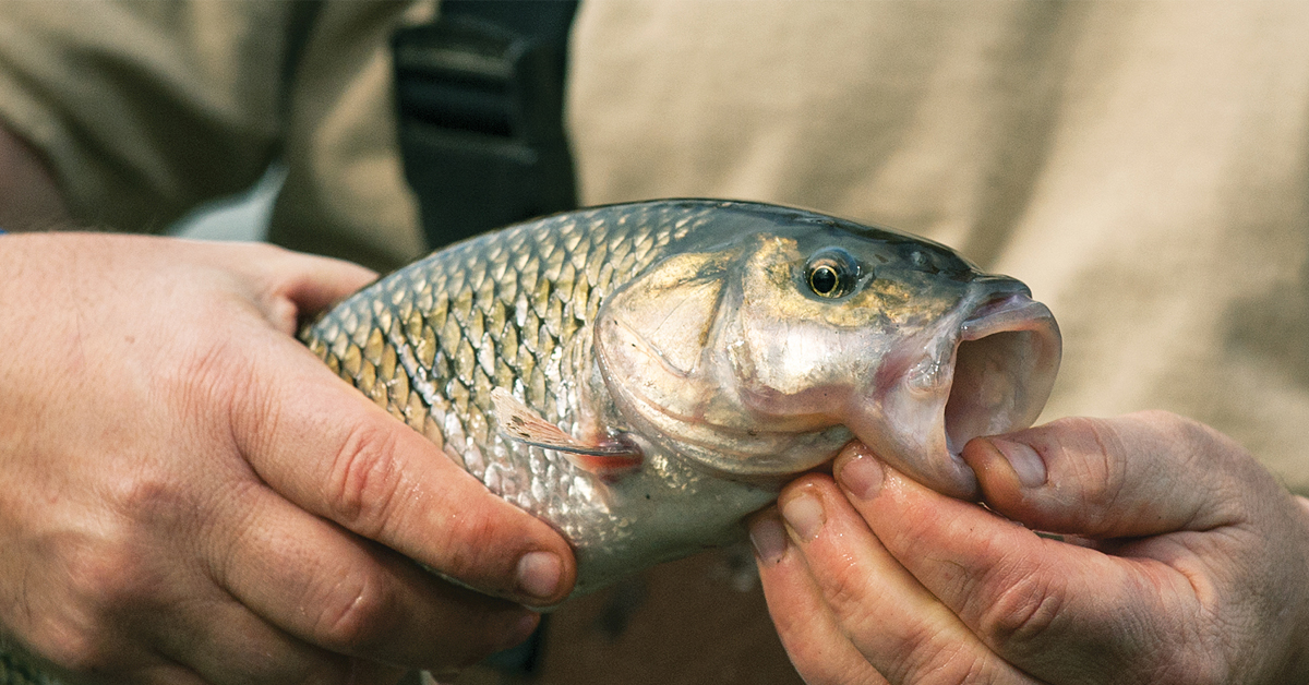 Fallfish: Little Tarpon of the Commonwealth