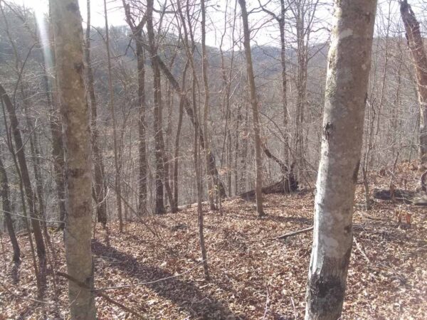 A view of a wooded area.