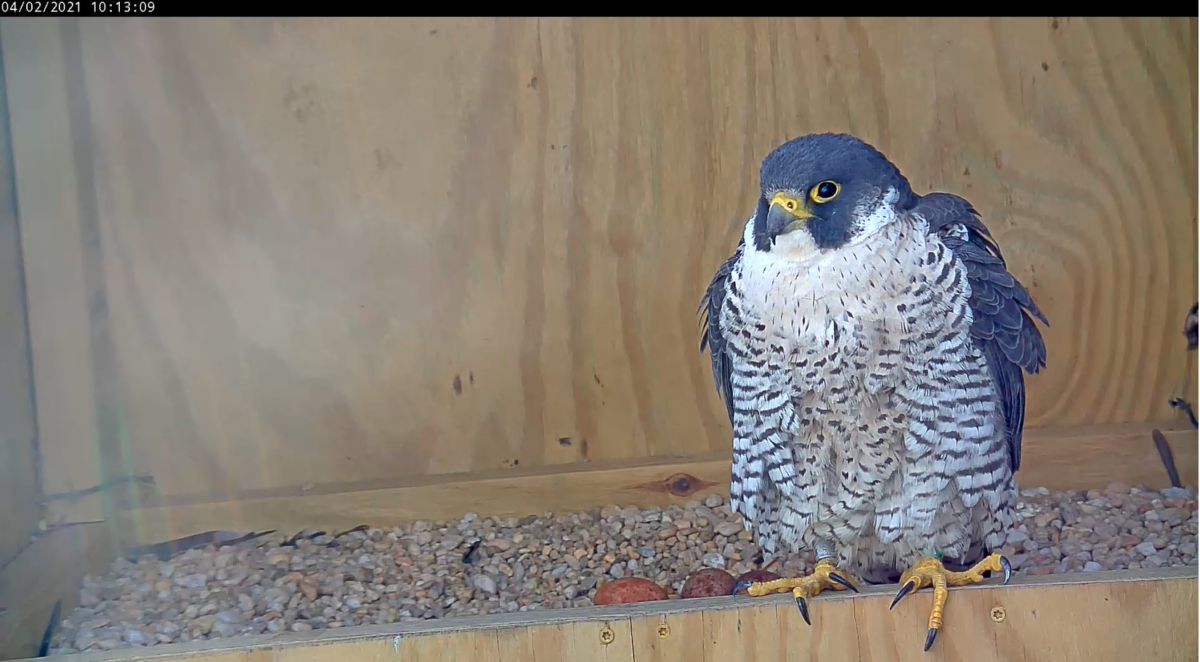 Female falcon perches on the lip of the nest box with her three eggs in view.