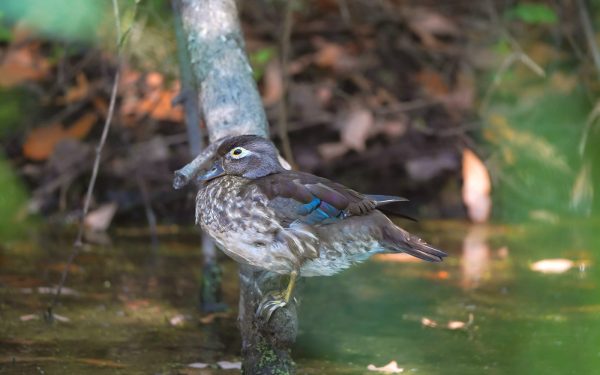 An image of a female wood duck taken through the leaves of a shrub