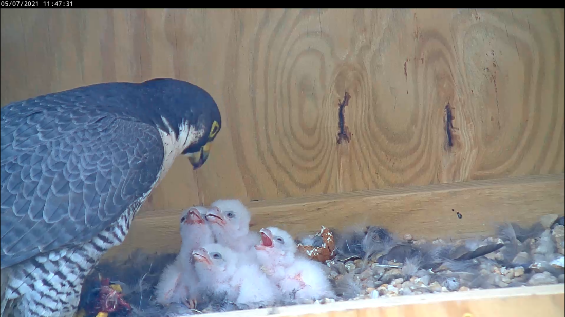 Adult female peregrine falcon and her four chicks. 