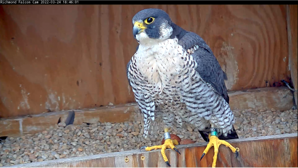A nice look at the female falcon with the first two eggs of her clutch.