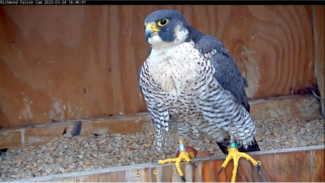 A female peregrine falcon standing on the ridge of a nesting box with two eggs visible behind her