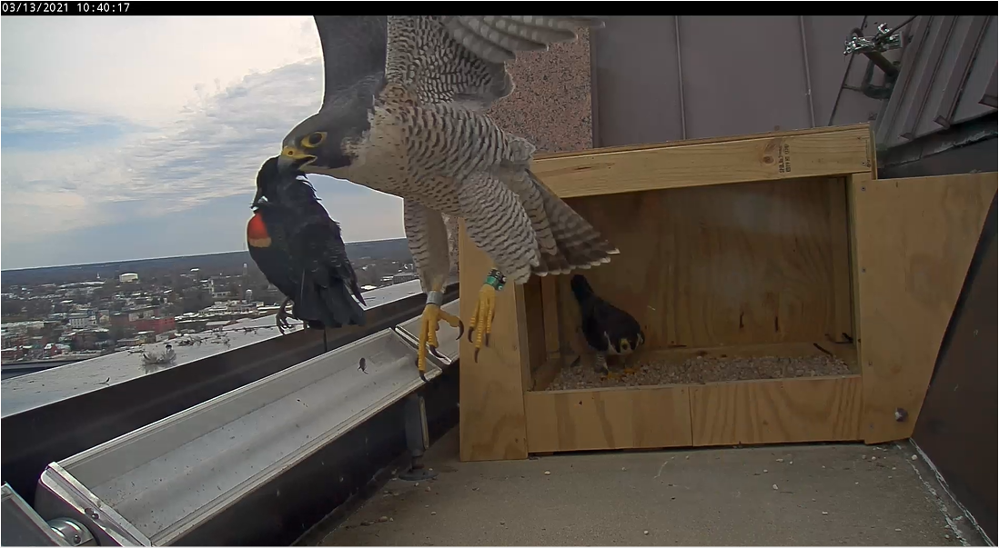 Female falcon (front) flies off with a red-winged blackbird that was delivered to her by the male falcon (in box)
