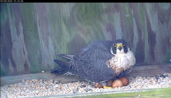the female peregrine falcon standing over four eggs