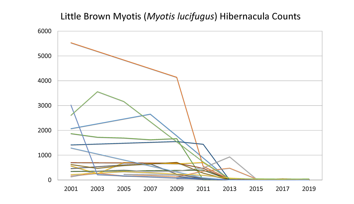 A graph showing the count for little brown bats at major caves the population drops drastically at 2003 and 2011