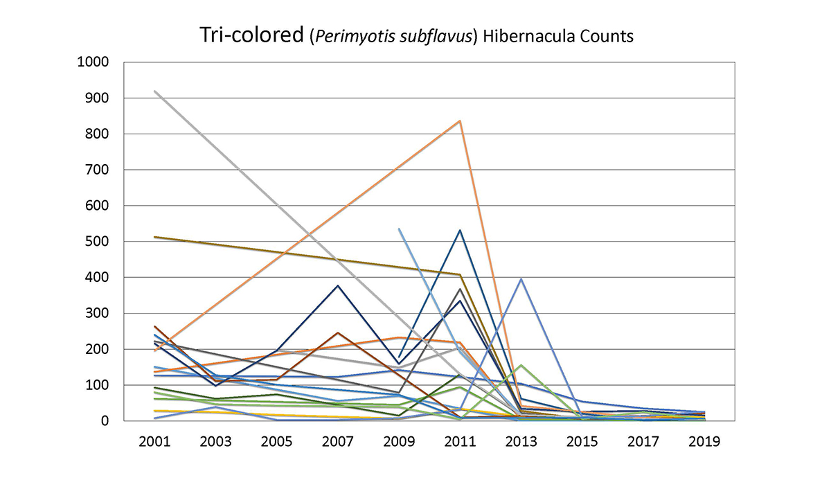 An image of tri-colored bat populations sharply declining in 2013