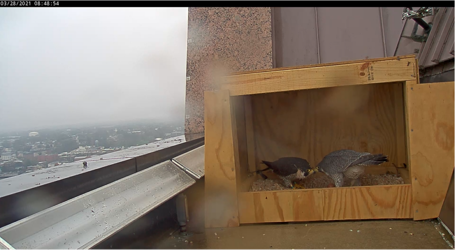 An image of the parent peregrine falcons in their nesting box with the first egg they have laid there.