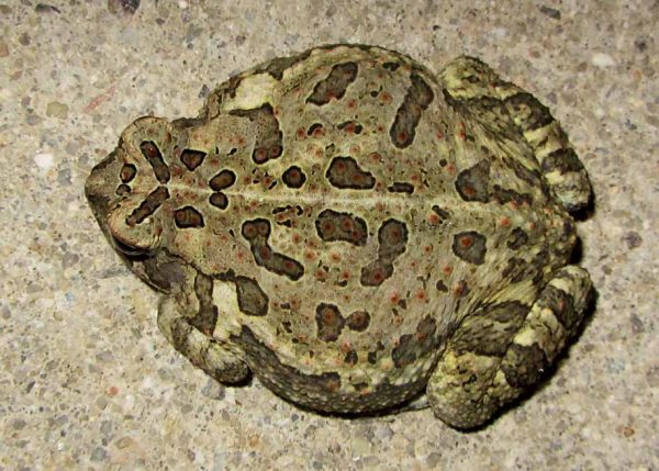 An image of an arial view of a toad