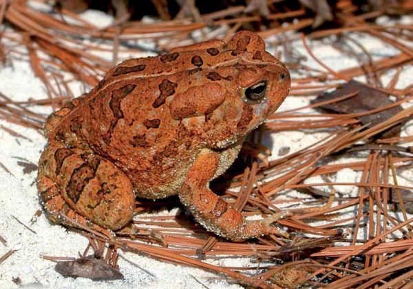 A red Fowler's toad viewed from the side © John White