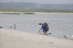 An image of Fred taking pictures of shorebirds on a beach
