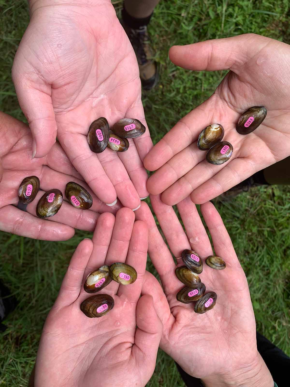 An image of five people holding mussels that have been tagged for release into the river