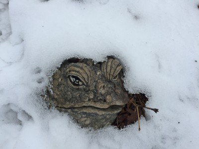 A frog which has underwent a "winter kill" which is when it emerges from hibernation due to an intermittent warm period before the last of the winter freeze has occured