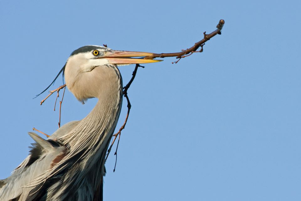 An image of a great blue heron with a stick