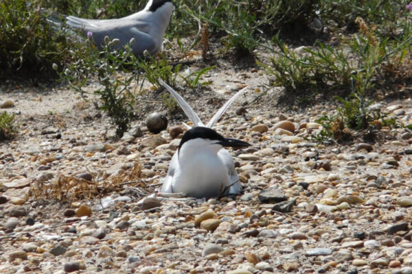 An image of a Gull billed tern incubating it's egg, this bird is white with grey wings and back and a black beak and smooth black cap