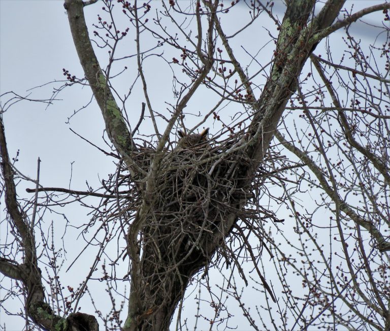 An image of a great horned owl in a nest built within the fork of a tree