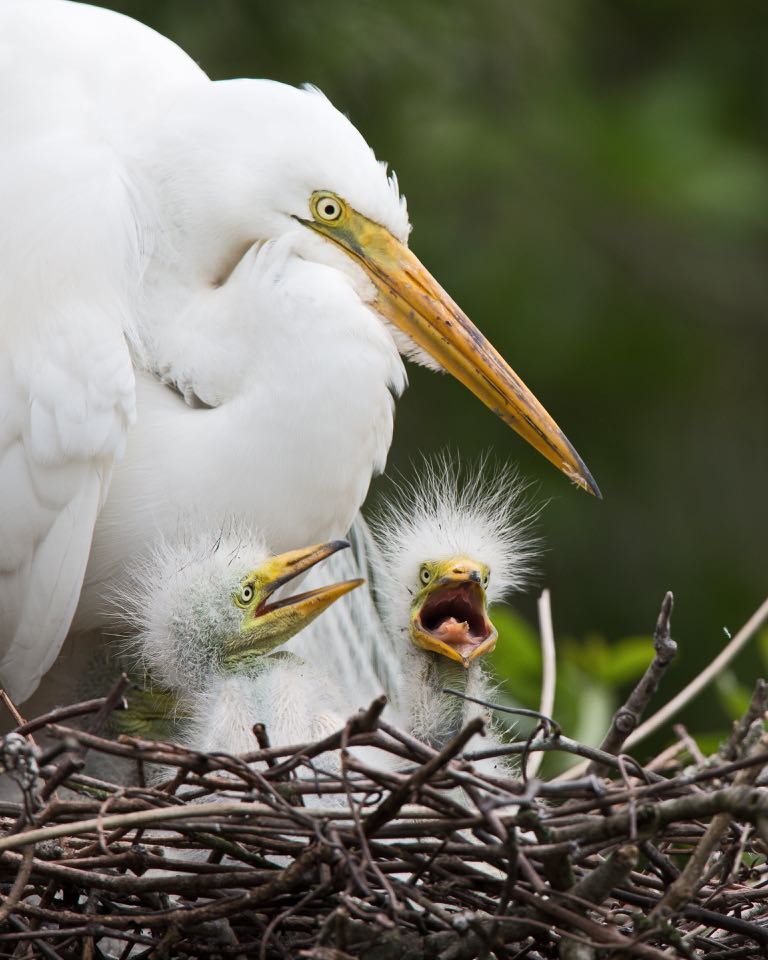 An image of two fluffy so ugly they're cute great egret chicks and their mother