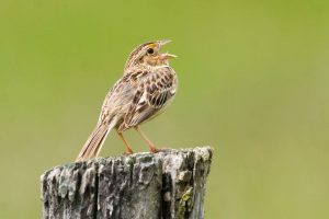 An image of an Grasshopper sparrow perching on a wooden fencepost