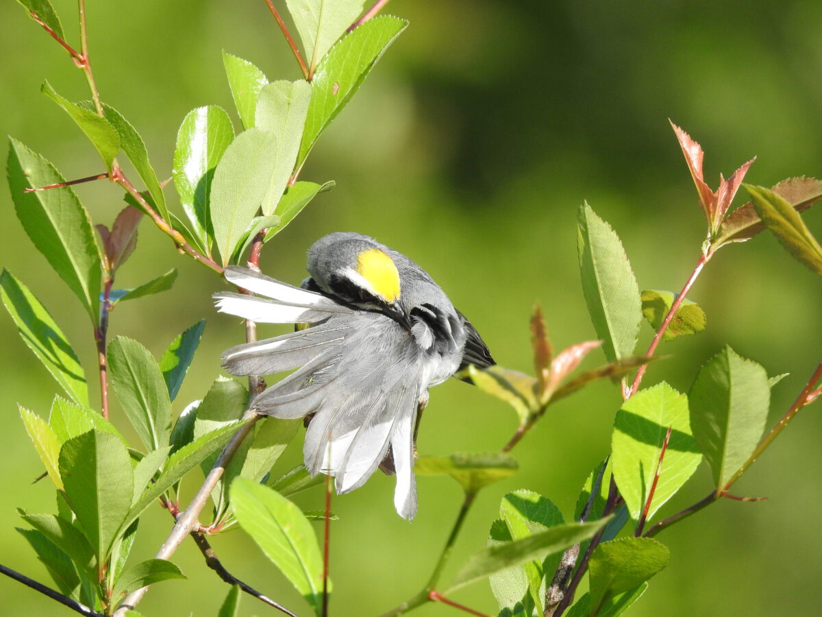 An image of a golden winged warbler preening their feathers; this is a grey bird with a yellow crown