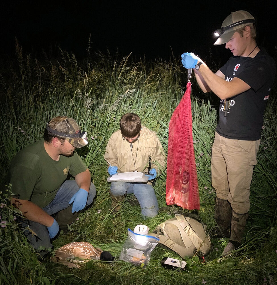 An image of a field intern and technicians weighing twin fawns in the field