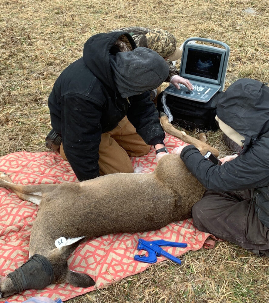 An image of two field technicians taking an ultrasound of a pregnant doe