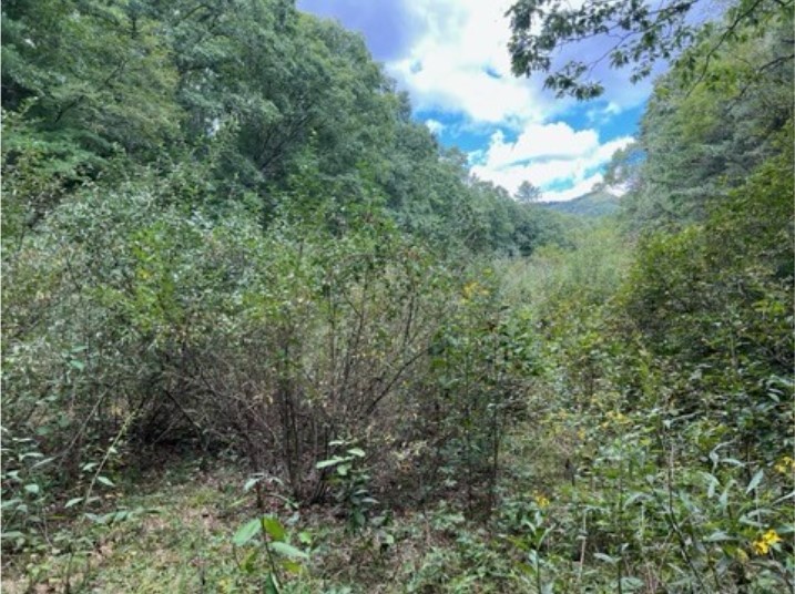 A wooded thicket that is a project location at Gathright WMA