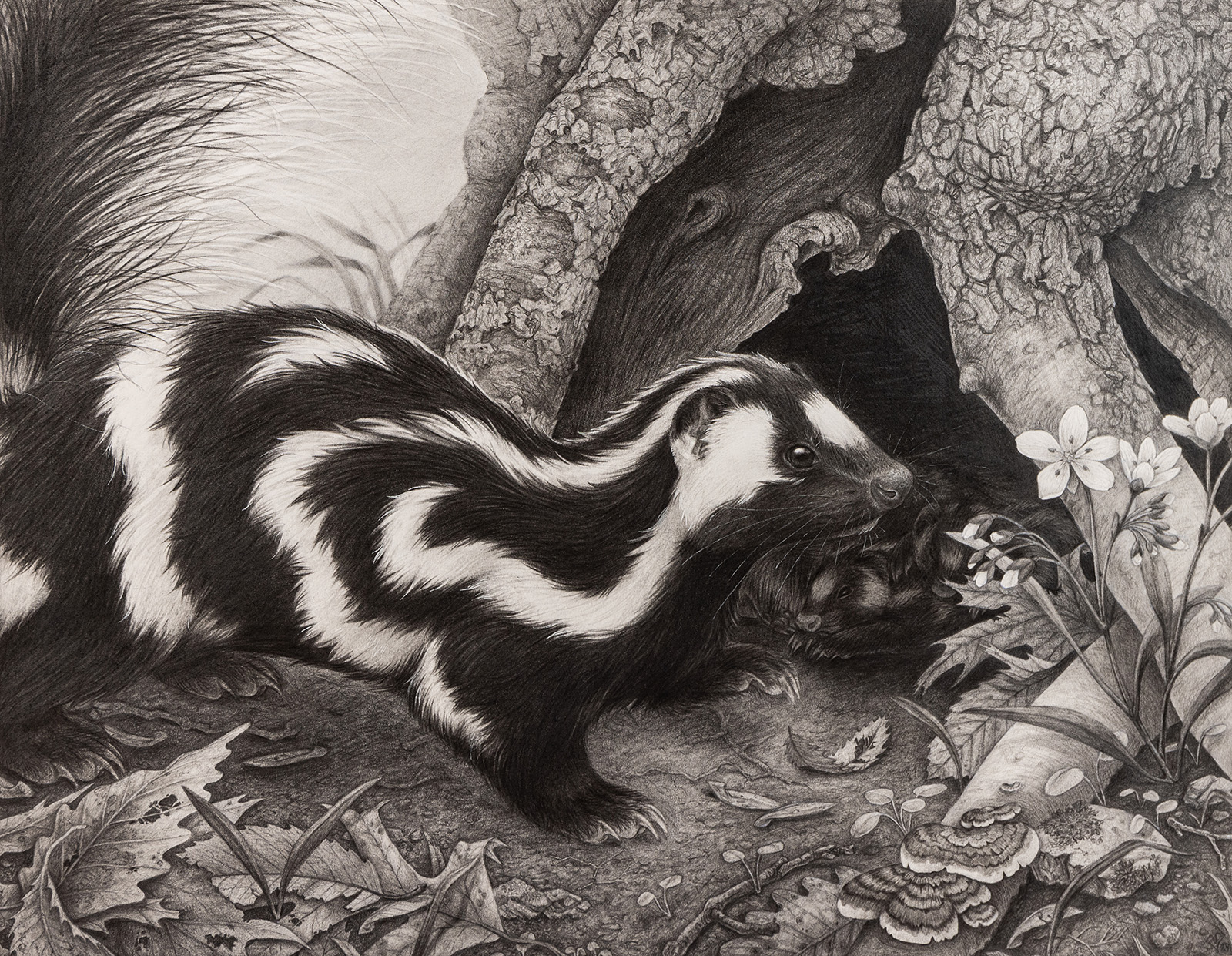 A pencil drawing of a spotted skunk at the base of a tree, with juvenile spotted skunks in a hole of the tree roots.