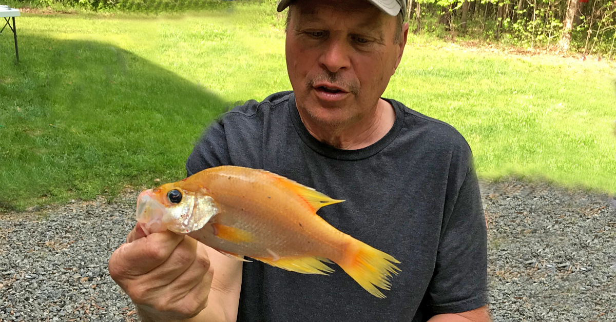 Golden Crappie Shocks Virginia Angler