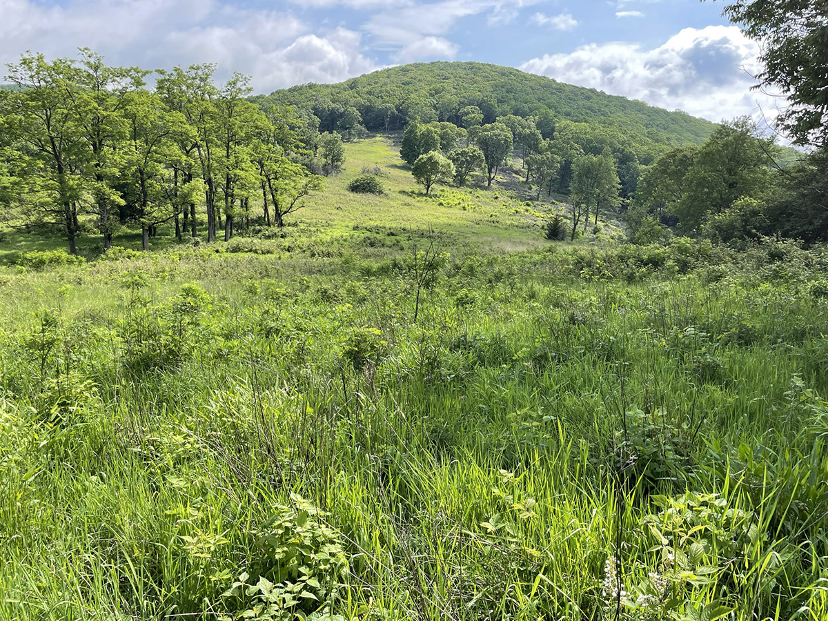 An image of a meadow with trees; this Golden winged warbler habitat was created at Highland WMA