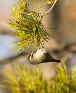 An image of a golden crowned kinglet on a branch