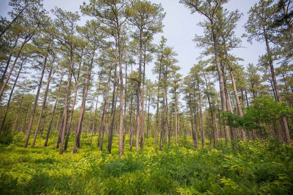 Open loblolly pine savanna at Big Woods WMA