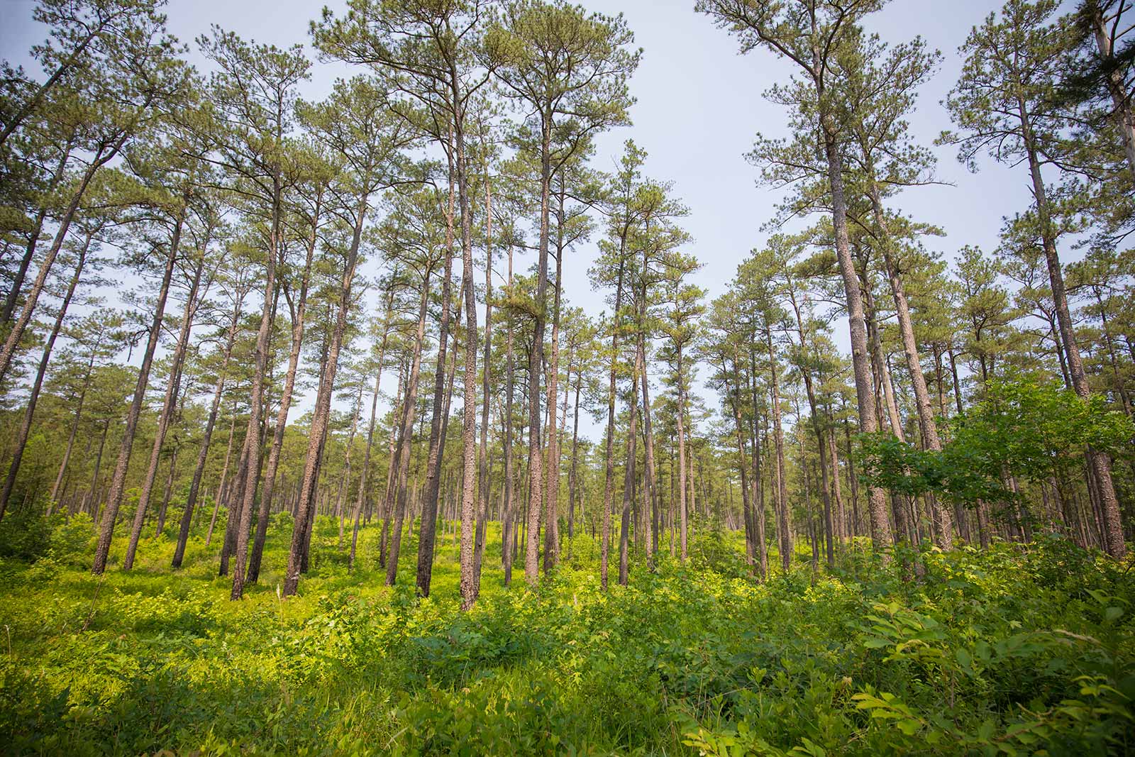 An image of the pine savannah of Big woods WMA