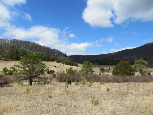 An image of a meadow with sparse trees that is located in Goshen WMA